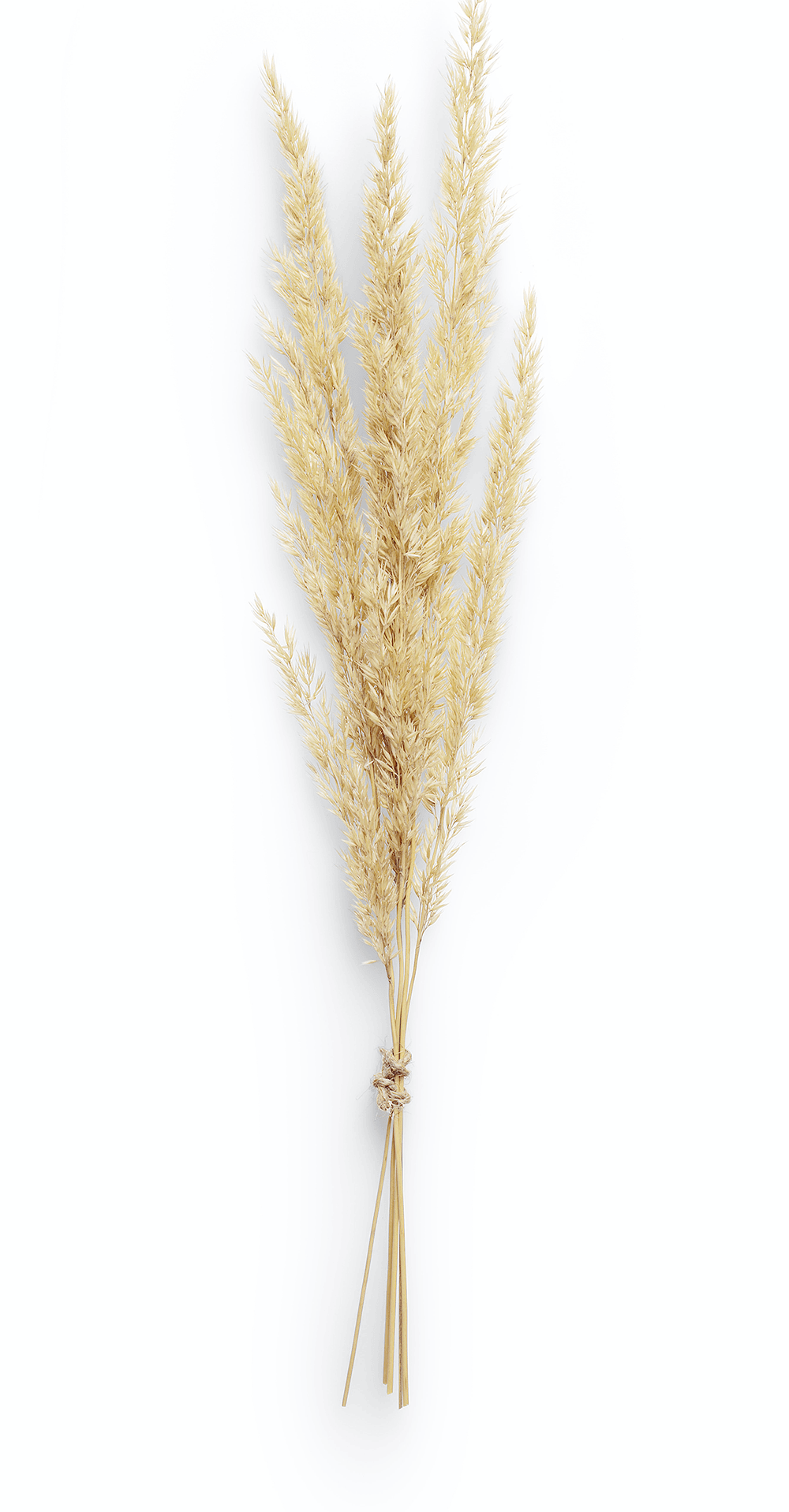 Sheath of wheat